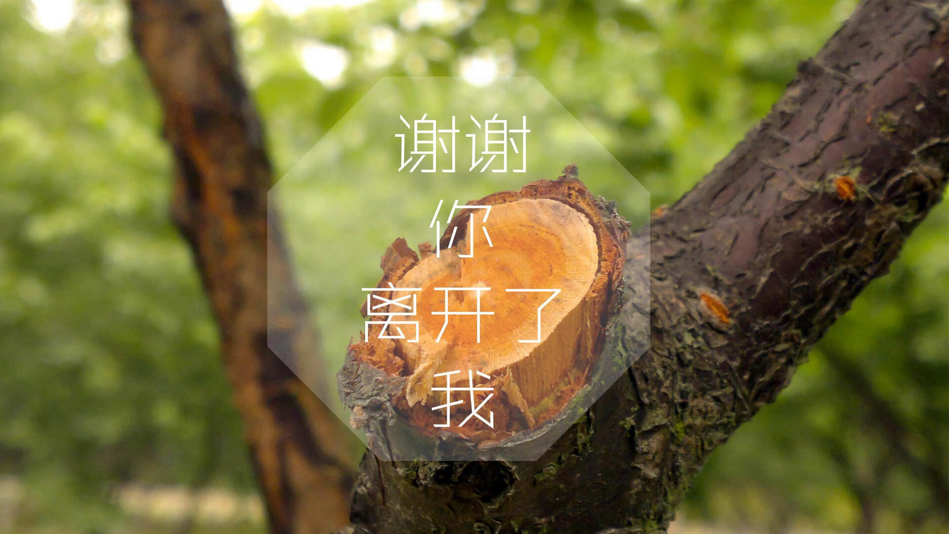 摩洛哥马术协会出版“Sinjska Alka”历史专著，记录赛事发展历程。，摩洛哥的马
