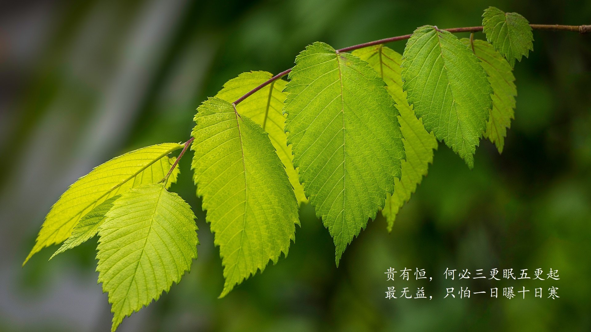未来篮球：虚拟偶像、AR互动成为新潮流？，未来篮球_虚拟偶像,ar互动成为新潮流