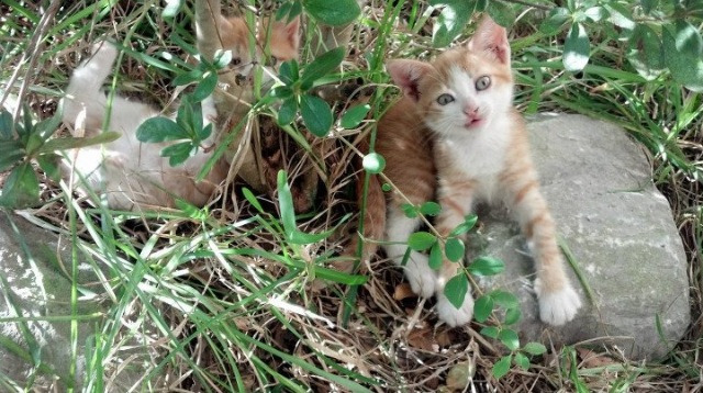 冲刺阶段划幅放大，速度持续加快，冲刺前的阶段叫什么