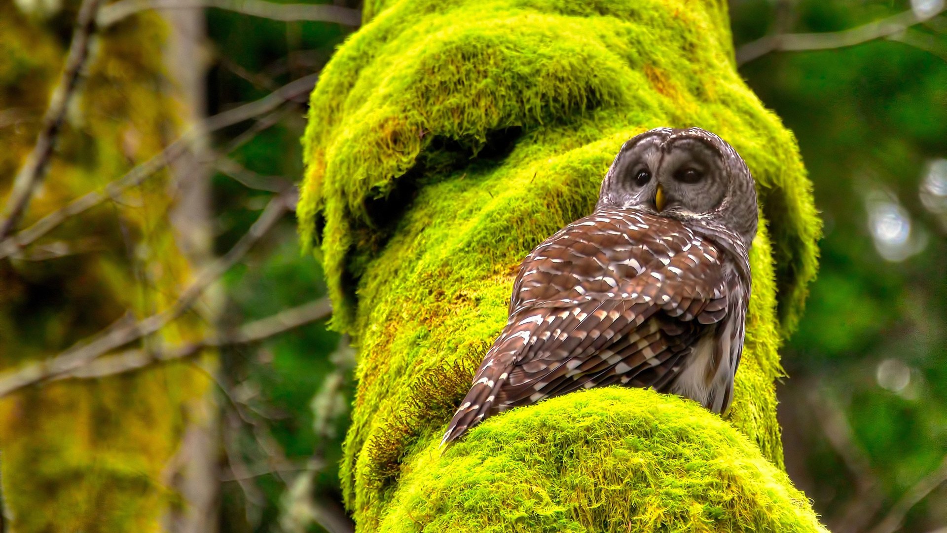 KAIYUN 中国大陆-塔特精准的传球和视野，给袋鼠队带来全新战术打法