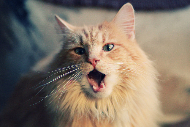 科贝特泳池内外坚持不懈终见成效，科特贝尔衣柜怎么样